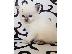PoulaTo: Νορβηγικά δάση X Ragdoll Kittens